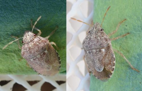 Staria lunata